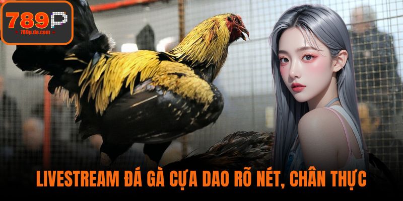 Livestream đá gà cựa dao rõ nét, chân thực