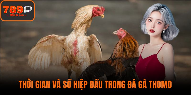 Thời gian và số hiệp đấu trong đá gà Thomo